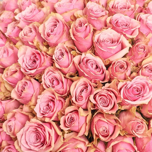 Зображення товару Букет 101 Троянда Антена Роял F917, артикул: 56421