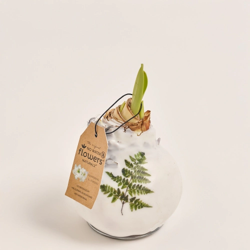 Амариліс "Ботанікал мікс" у воску, артикул: 52674 Зображення товару Амариліс "Ботанікал мікс" у воску, артикул: 52674