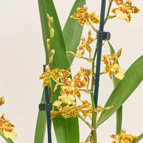 Зображення товару Камбрія та Кашпо Сет 335, артикул: 51855