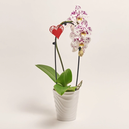 Зображення товару Фаленопсис каскад 1ст. мікс в кер., артикул: 55295