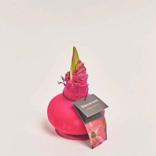 Зображення товару Амариліс "Вельвет Тач" Неон Пінк Декорум, артикул: 54803