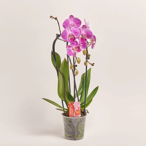 Зображення товару Фаленопсис каскад 2ст. мікс, артикул: 18513