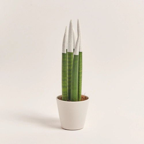 Зображення товару Сансевієрія Циліндріка гліттер в кер., артикул: 10110