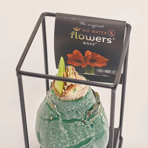 Зображення товару Амариліс "Індустріал Формз" у воску, артикул: 53968