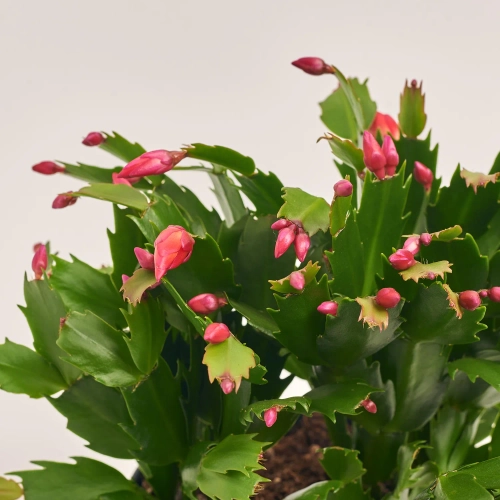 Зображення товару Шлюмбергера мікс, артикул: 42617