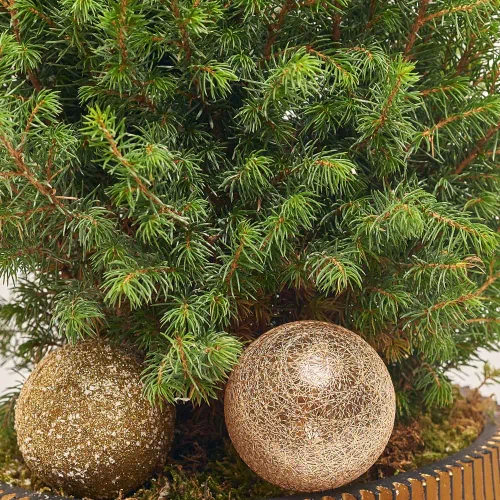 Ялина Магніфік в дерев. кашпо, артикул: 53978 Зображення товару Ялина Магніфік в дерев. кашпо, артикул: 53978