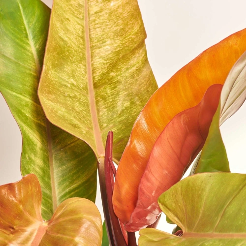 Зображення товару Філодендрон Принц Оранж, артикул: 57440