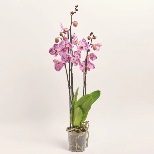 Зображення товару Фаленопсис мікс 3ст., артикул: 18363