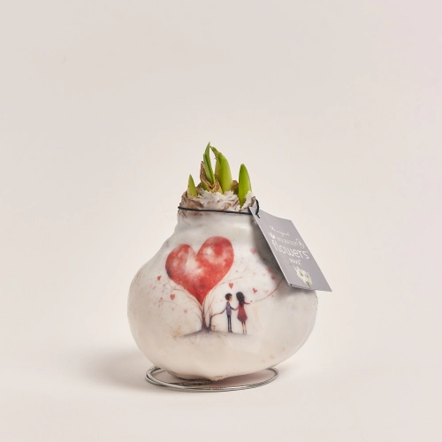 Зображення товару Амариліс "Фьорст Лав", артикул: 55445