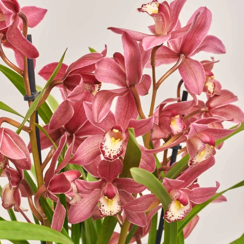 Цимбідіум мікс 4ст., артикул: 31271 Зображення товару Цимбідіум мікс 4ст., артикул: 31271