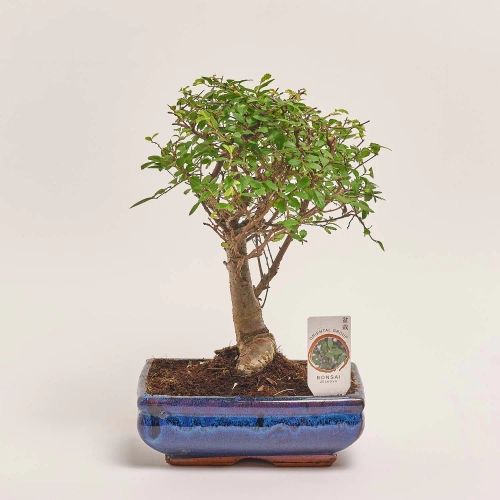 Бонсай в кер., артикул: 25670 Зображення товару Бонсай в кер., артикул: 25670