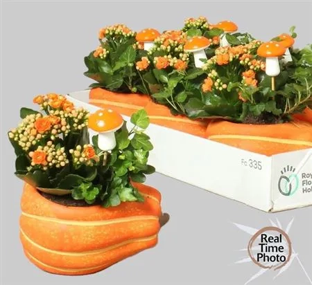 Композиція "Гарбузики" в кер., артикул: 52244 Зображення товару Композиція "Гарбузики" в кер., артикул: 52244