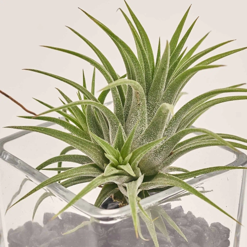 Тілландсія Іонанта Грін у склі, артикул: 54123 Зображення товару Тілландсія Іонанта Грін у склі, артикул: 54123