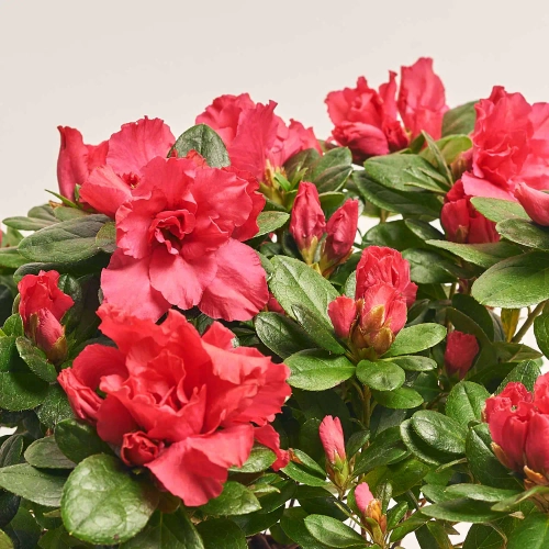 Азалія мікс, артикул: 24201 Зображення товару Азалія мікс, артикул: 24201