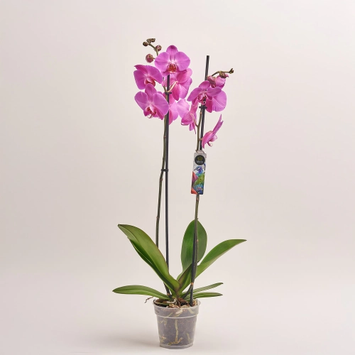 Фаленопсис 2ст. мікс, артикул: 18519 Зображення товару Фаленопсис 2ст. мікс, артикул: 18519