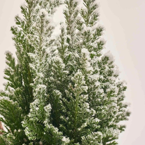 Кипарис Елвуді Декор в кер., артикул: 54047 Зображення товару Кипарис Елвуді Декор в кер., артикул: 54047