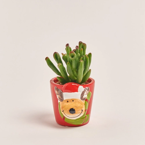 Зображення товару Сукулент мікс "Оленята" в кер., артикул: 53958