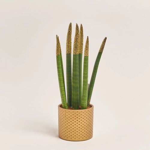 Зображення товару Сансевієрія Циліндріка гліттер в кер., артикул: 10110