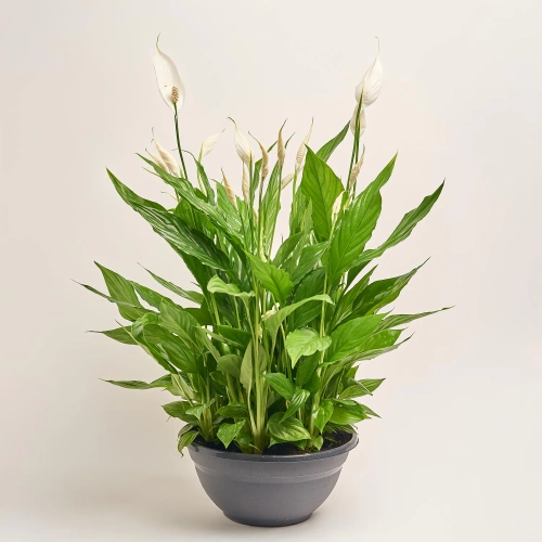 Спатифіллум Шопен, артикул: 52659 Зображення товару Спатифіллум Шопен, артикул: 52659