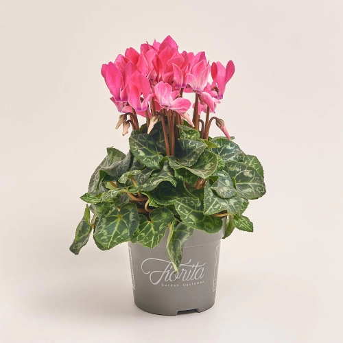 Цикламен Супер Каріно, артикул: 52986 Зображення товару Цикламен Супер Каріно, артикул: 52986