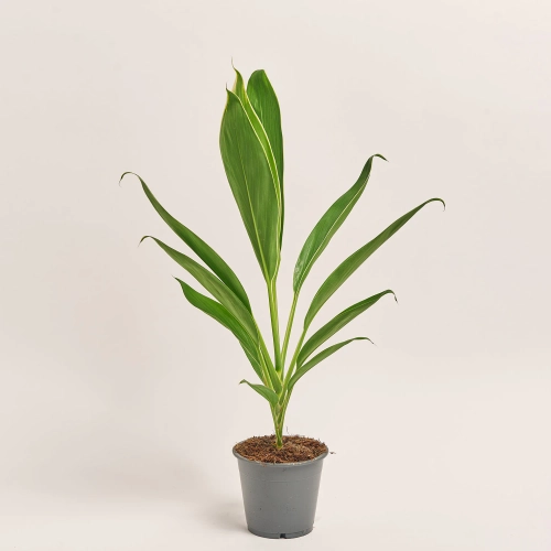 Зображення товару Кордиліна Конга, артикул: 50505