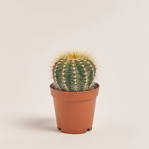 Нотокактус, артикул: 35771 Зображення товару Нотокактус, артикул: 35771