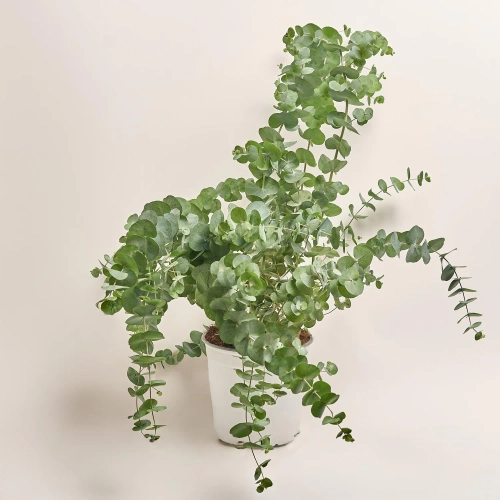 Зображення товару Евкаліпт Цинерея, артикул: 52987