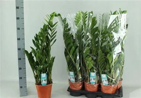 Заміокулькас 6ст., артикул: 51744 Зображення товару Заміокулькас 6ст., артикул: 51744