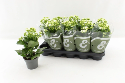 Зображення товару Каланхоє біле, артикул: 57109