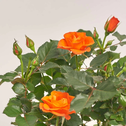 Зображення товару Троянда мікс, артикул: 1294