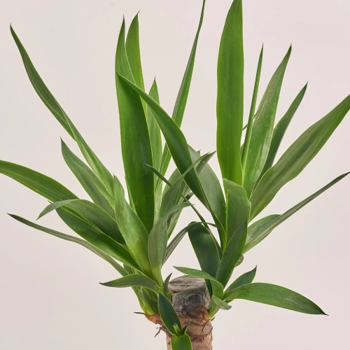 Зображення товару Юкка 1ст., артикул: 54996