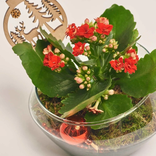 Зображення товару Композиція Каланхоє у склі, артикул: 44720