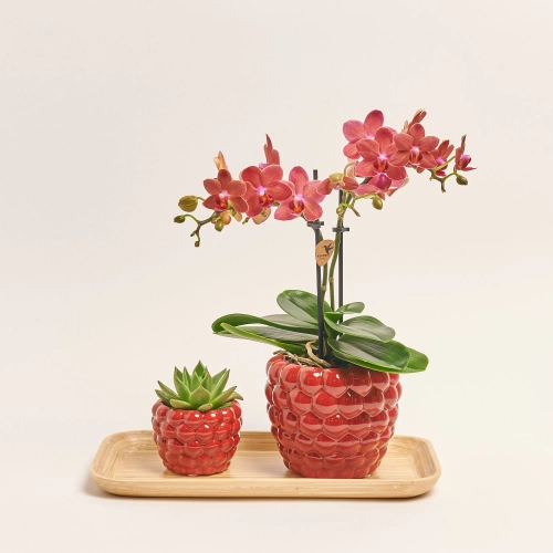 Сет "Смол Беррі" Колібрі, артикул: 56228 Зображення товару Сет "Смол Беррі" Колібрі, артикул: 56228