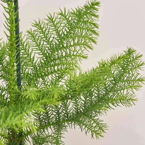 Араукарія Нордік Пайн, артикул: 53319 Зображення товару Араукарія Нордік Пайн, артикул: 53319