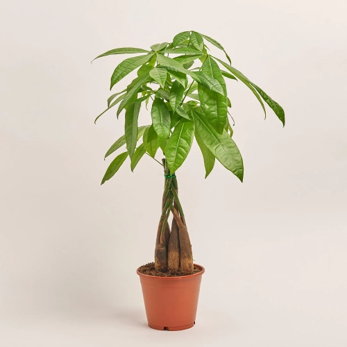 Пахіра Акватіка, артикул: 31699 Зображення товару Пахіра Акватіка, артикул: 31699