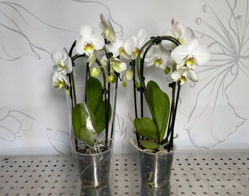 Зображення товару Фаленопсис каскад 3ст. білий, артикул: 28248