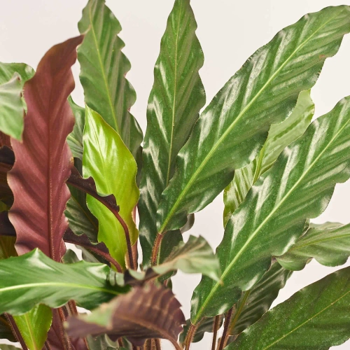 Зображення товару Калатея Руф, артикул: 52840