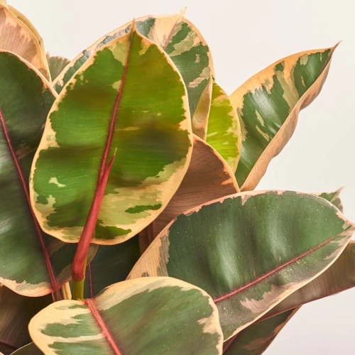 Фікус ел Белізе 3ст., артикул: 52991 Зображення товару Фікус ел Белізе 3ст., артикул: 52991