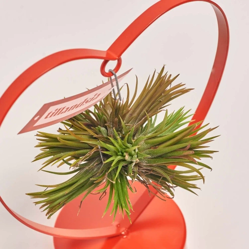 Тілландсія "Лав Едішн" серце, артикул: 55584 Зображення товару Тілландсія "Лав Едішн" серце, артикул: 55584