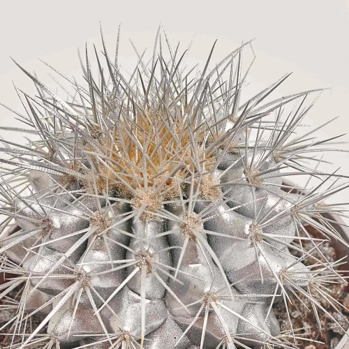 Зображення товару Ехінокактус Рейнбов новорічний мікс, артикул: 53321