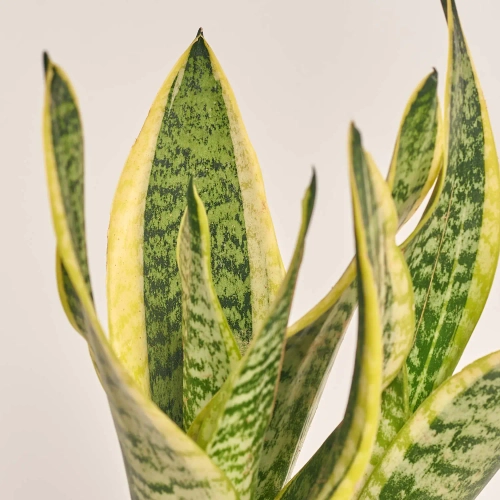 Зображення товару Сансевієрія Футура Суперб, артикул: 53420