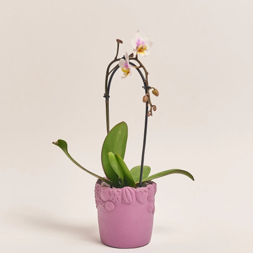 Зображення товару Фаленопсис Мф каскад 1ст. мікс в кер., артикул: 53169