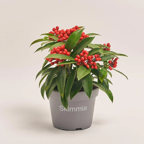 Скімія Японіка Рівезіана, артикул: 32018 Зображення товару Скімія Японіка Рівезіана, артикул: 32018