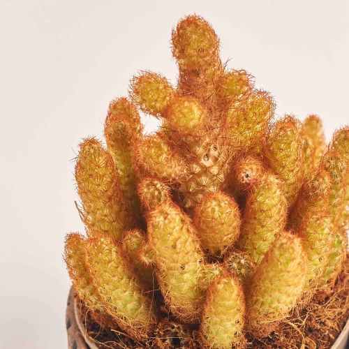 Зображення товару Кактус мікс в кер., артикул: 56882