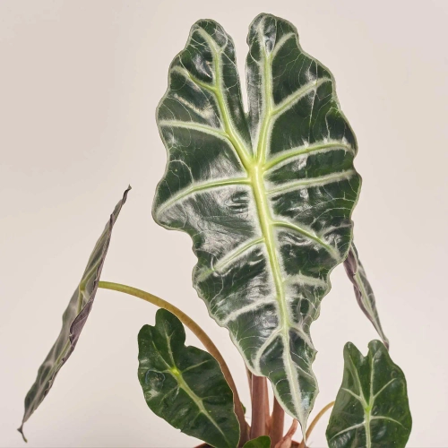 Зображення товару Алоказія Поллі, артикул: 21943