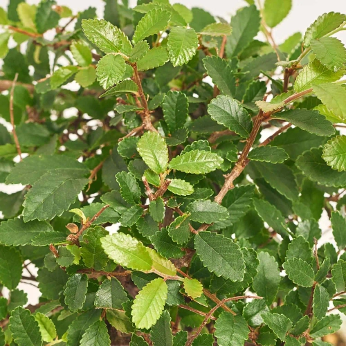 Бонсай в кер., артикул: 17924 Зображення товару Бонсай в кер., артикул: 17924