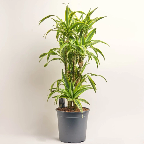 Драцена Лемон Лайм 3ст., артикул: 56886 Зображення товару Драцена Лемон Лайм 3ст., артикул: 56886