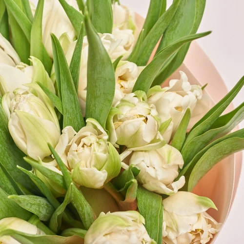 Зображення товару Букет 25 Білих піоновидних Тюльпанів F591, артикул: 45237