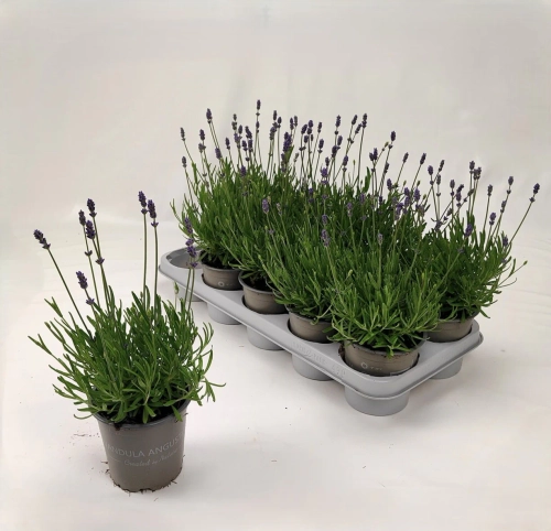 Зображення товару Лаванда Анук Ессенс Парпл, артикул: 57316