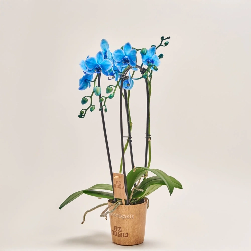 Зображення товару Фаленопсис фарб. каскад 2ст. мікс, артикул: 53484